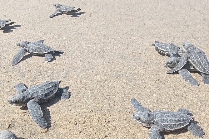Baby Sea Turtle Releasing Sightseeing Tour with Luis de la Maza - The Transport and Group Size