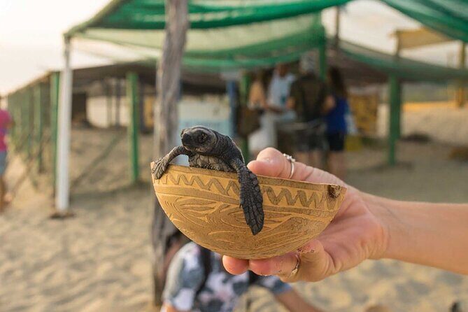 Baby Turtle Release Tour + Pick up + Courtesy in Puerto Escondido! - The Experience from Real Travelers