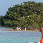 Bacalar: Full Day Kayak Rental in the Lagoon of Seven Colors - What the Reviews Say