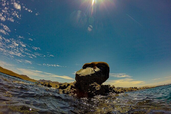 Balandra Beach Escape with Snorkeling and Wildlife Watching - An In-Depth Look at the Balandra Beach Escape Tour