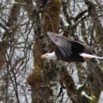Bald Eagles Nesting Area Tour at Skagit River - FAQ