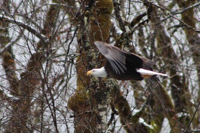Bald Eagles Nesting Area Tour at Skagit River - FAQ