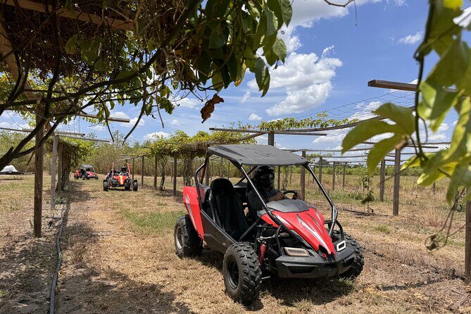 Bamboo Dune Buggy Tour - The Value and Overall Experience