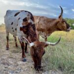 Bandera: Ranch Visit with Longhorns and Horses - The Value of the Experience