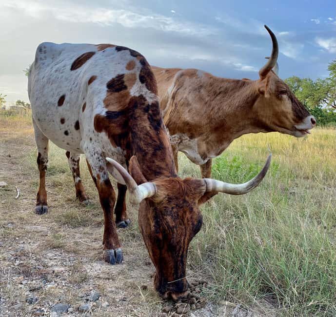 Bandera: Ranch Visit with Longhorns and Horses - The Value of the Experience