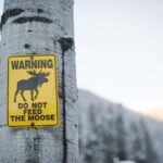 Banff: Explore Winter Nature Walk - Ice Cleats Included 2H - What Are the Downsides?