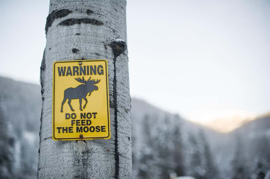 Banff: Explore Winter Nature Walk - Ice Cleats Included 2H - What Are the Downsides?