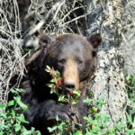 Banff: Guided Nature Walk with Bear Country Safety Tips - Who Should Consider This Tour?