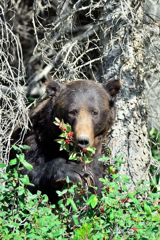 Banff: Guided Nature Walk with Bear Country Safety Tips - Who Should Consider This Tour?