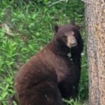 Banff Mountain Adventure with Hiking and Canoeing Options - Who Is This Tour Best Suited For?