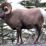 Banff PRIVATE Guided Nature Walk + Transportation - 2.5H - What’s Included and What to Consider