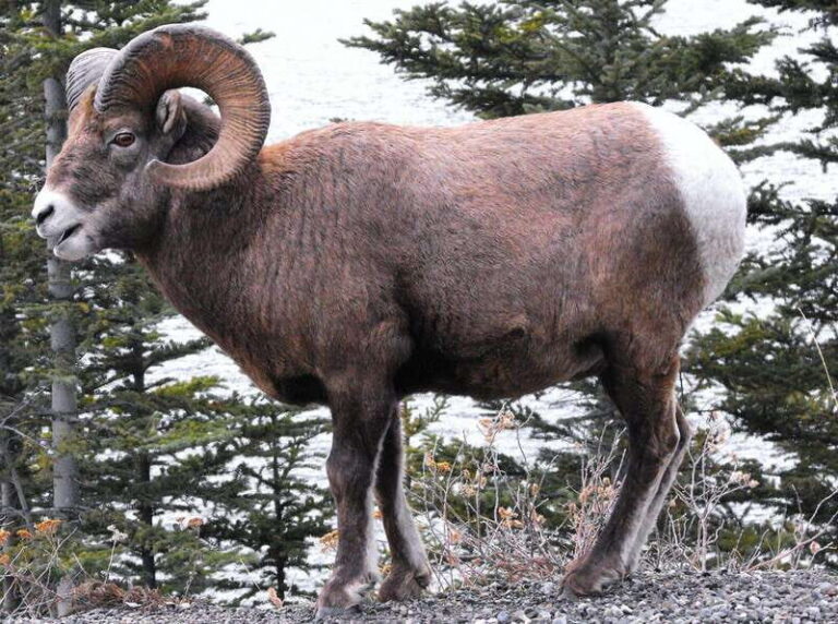 Banff PRIVATE Guided Nature Walk + Transportation - 2.5H - What’s Included and What to Consider