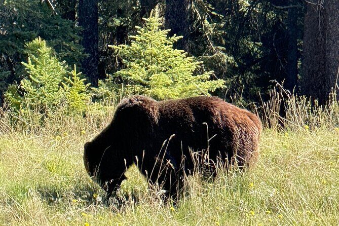 Banff Wildlife Explore and Johnston Canyon Hiking Tour - Scenic Drive Along Bow Valley Parkway