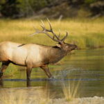 Banff: Wildlife on the Bow | Big Canoe Tour - Who Will Enjoy This Tour?