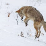 Banff: Winter Wilderness Walk with Wildlife Tracking - 2hrs - What to Expect from Your Winter Wildlife Walk