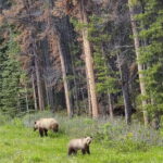 Banff, Yoho, and Jasper 2 Day Private Tour - Real Traveler Feedback