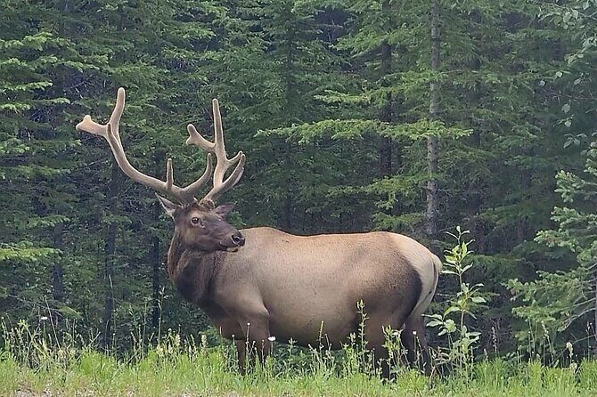 Banff, Yoho, Kootenay and Jasper Private National Parks Tour - A Closer Look at the Tour Experience
