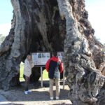 Barossa and Hahndorf Day Trip from Adelaide Including Wine Tasting and Lunch - What to Expect from the Tour