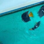 Basic Marietas Islands Tour Snorkeling Playa Nopalera and more - Who Is This Tour Perfect For?