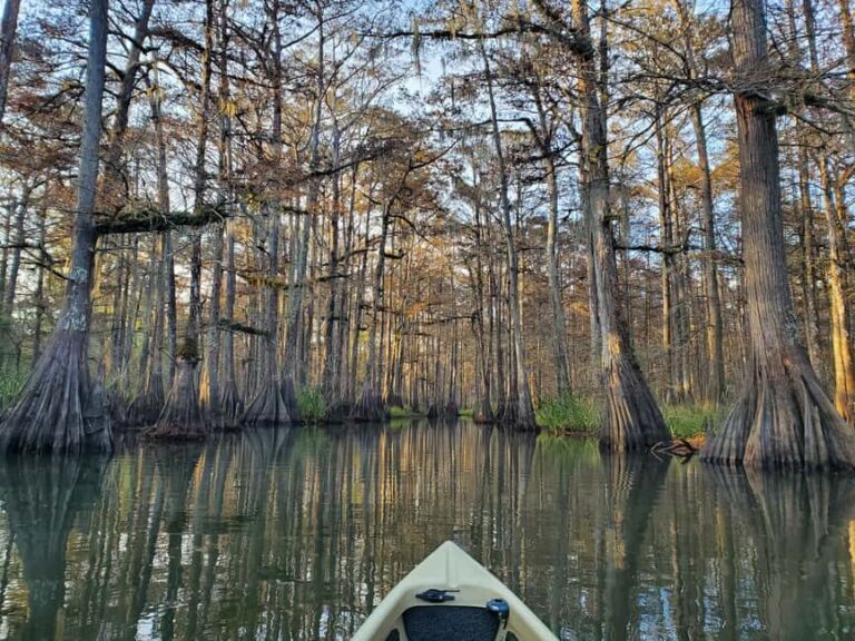 Baton Rouge: Kayak Tour Through the Historic Atchafalaya - Wildlife Encounters