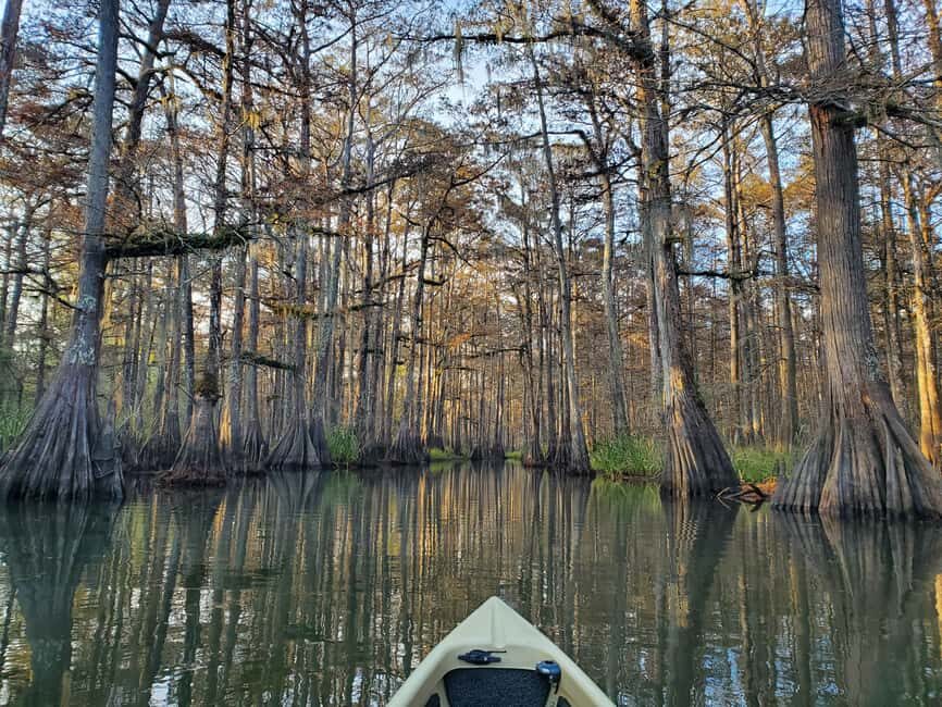 Baton Rouge: Kayak Tour Through the Historic Atchafalaya - Wildlife Encounters