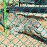 .Beach Horse Riding Turtle Release Crocodile Farm Experience - What’s Included and What’s Not