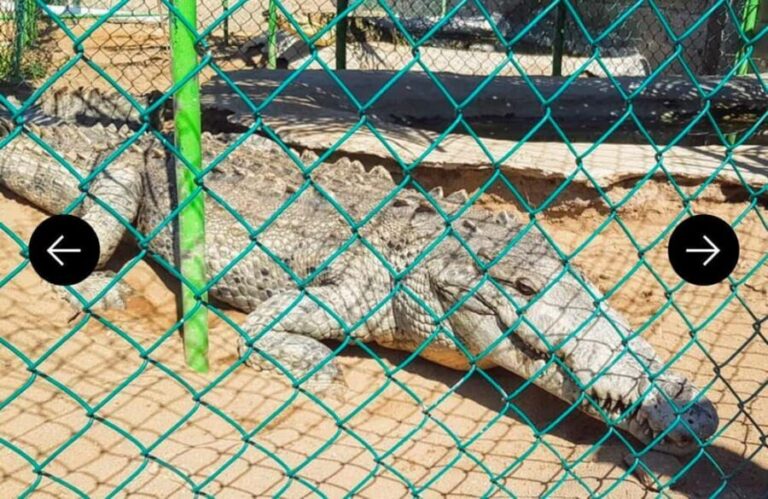 .Beach Horse Riding Turtle Release Crocodile Farm Experience - What’s Included and What’s Not