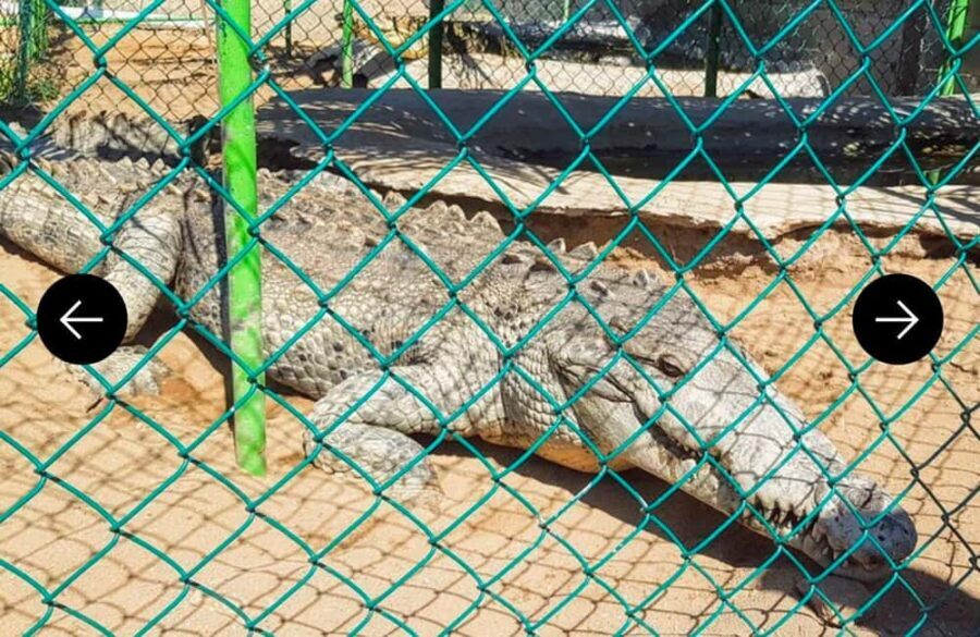 .Beach Horse Riding Turtle Release Crocodile Farm Experience - What’s Included and What’s Not