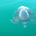 Beaches Dolphins And Viewpoints Discovering The Hidden Port By Sea And Land - What Do Reviewers Say?