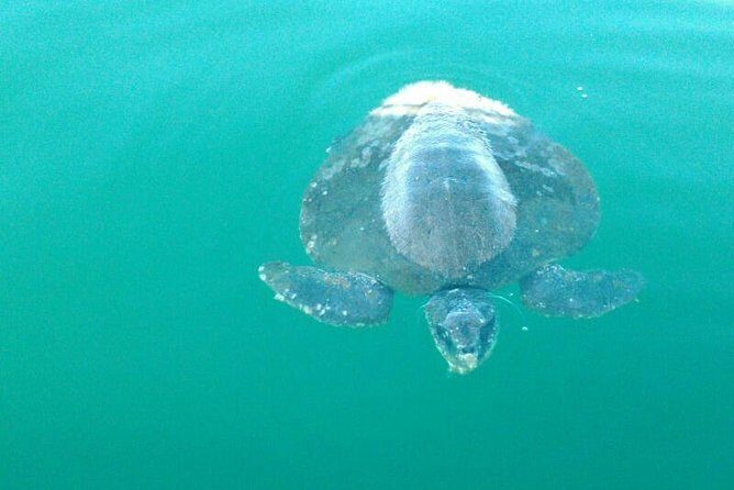 Beaches Dolphins And Viewpoints Discovering The Hidden Port By Sea And Land - What Do Reviewers Say?