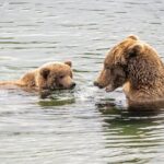 Bear Viewing at Brooks Falls in Katmai National Park - Pricing and Value
