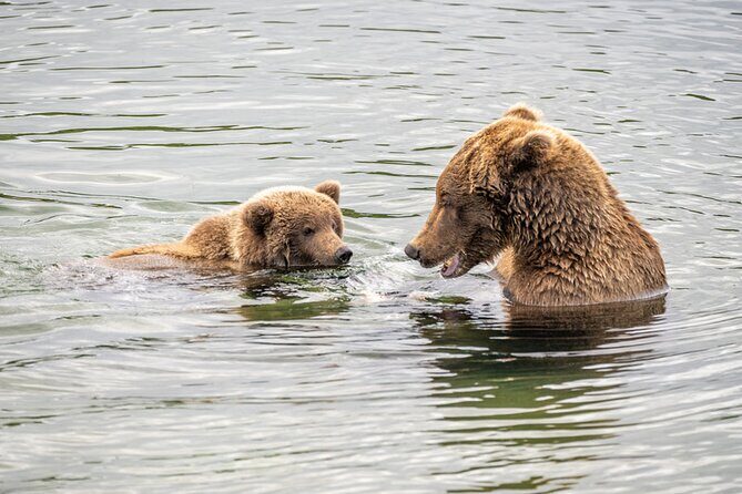 Bear Viewing at Brooks Falls in Katmai National Park - Pricing and Value