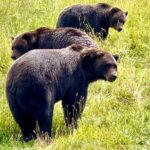 Bears & Beers Tasting Tour out of Anchorage - Starting Point & Early Morning