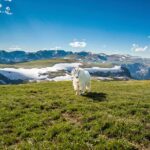 Beartooth Highway Small Group Tour with Wildlife Guide - The Beartooth Highway: Montana and Wyoming Sides