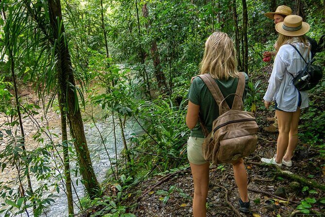 Beautiful Daintree Waterfall Walk, Magical Swim & Heavenly Lunch - Practical Details You Need to Know