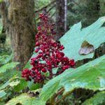Beautiful Hike on Tongass National Forest's Lunch Creek Trail - FAQ
