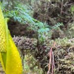 Beautiful Nature Walk On Ketchikan's Ward Creek Trail - The Value of This Experience