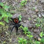 Becan :Chicanna mayan ruins from Bacalar - What’s Included & What’s Not