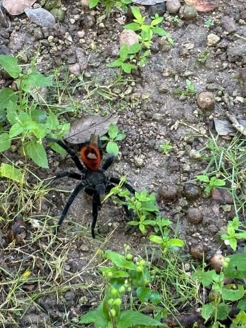 Becan :Chicanna mayan ruins from Bacalar - What’s Included & What’s Not