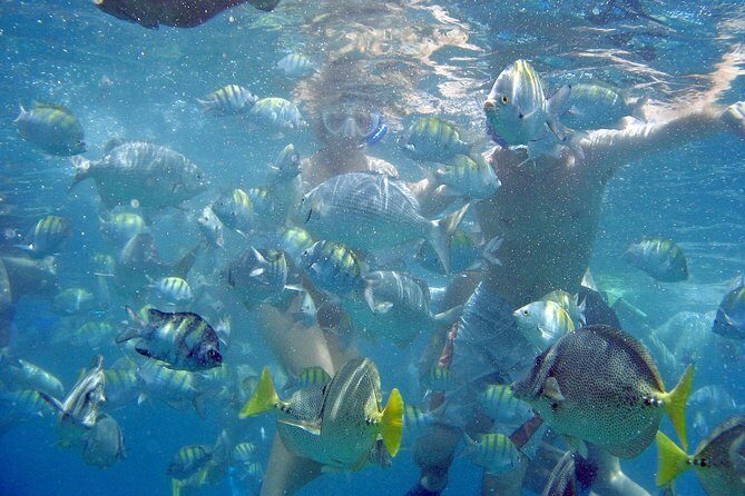 Best of Cabo Highlights 6x1 - What Real Travelers Are Saying