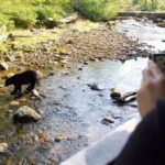 Best of Kananaskis PRIVATE SAFARI Tour + Custom Nature Walk - The Value of the Tour