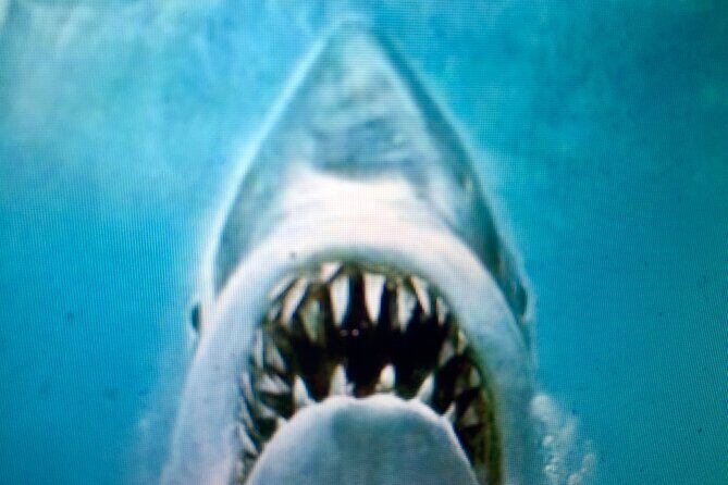 Best of Martha's Vineyard 3 hour Full-Island Tour - Who Should Consider This Tour?