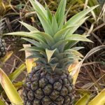 Best of Oahu's North Shore in small group (Se Habla Español) - Limitations and Considerations