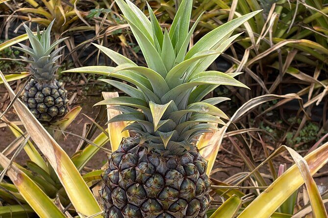 Best of Oahu's North Shore in small group (Se Habla Español) - Limitations and Considerations