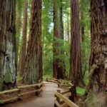 Best of SF: Wine Country, Redwoods, and Hop-on Hop-off Tour - What’s Not Included?