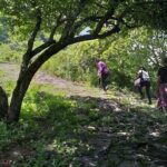 Between Tunnels and Bats - The Value and Practicalities