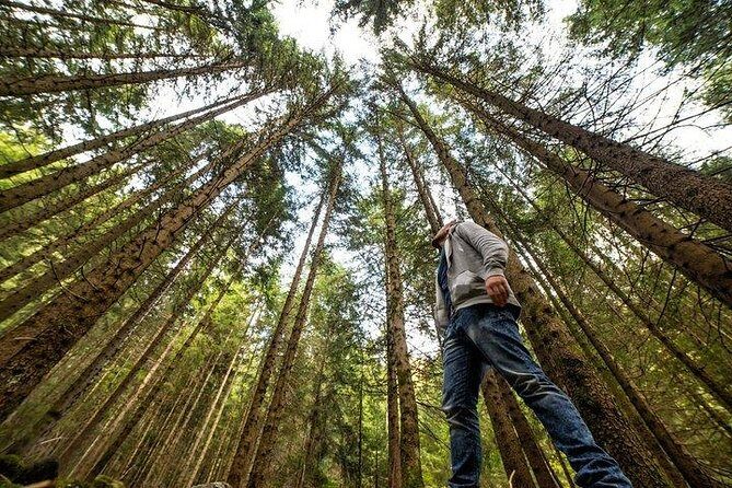 Big Bus San Francisco: Guided Muir Woods Tour - How Good Is the Value?
