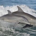 Big Fun Dolphin Cruise & Sealife Experiece ORANGE BEACH ALABAMA - The Balance of Price and Value
