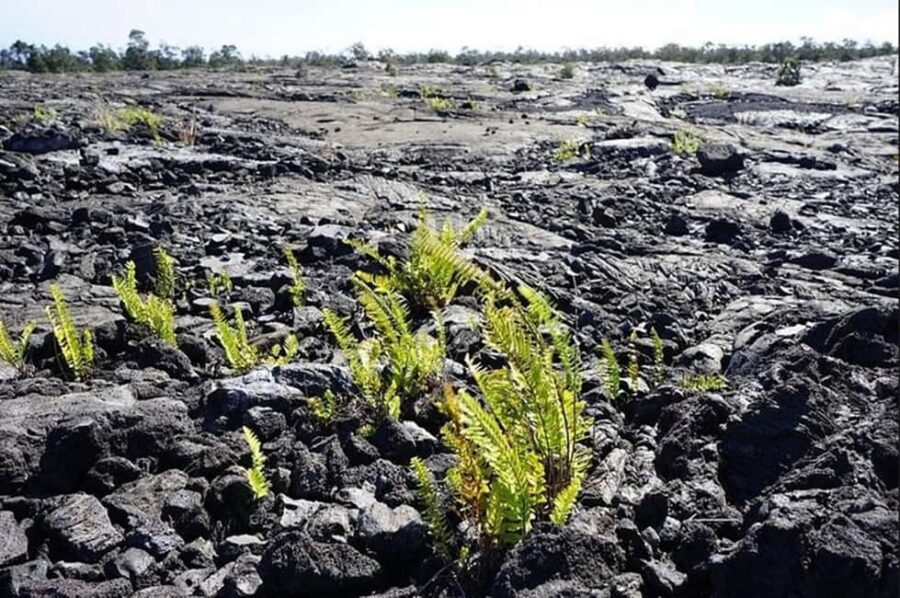 Big Island Hawaii Volcano Day tour from Oahu and Hotel PU - What Do the Reviews Say?