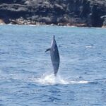 Big Island: Kealakekua Bay, Captain Cook & Marine Life Tour - Marine Encounters: Dolphins, Sea Turtles, and Fish